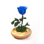 פרח לנצח כחול